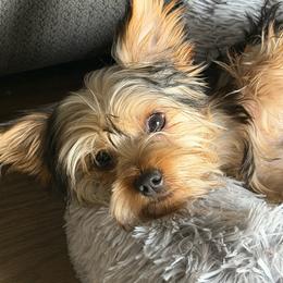 Lala - Yorkshire Terrier