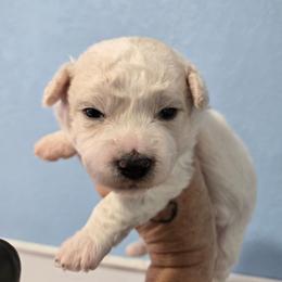 Tank - White and cream male Bichon Frise puppy in Carthage, Missouri from Cooley's Cuddle Pups
