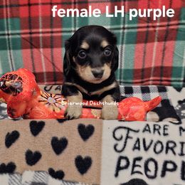 Dachshund Puppies from Briarwood Dachshunds