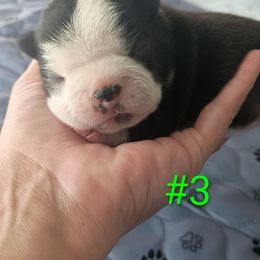 Boy 3 - Black and white male Boston Terrier puppy in Canmer, Kentucky from Hiser's Bluegrass Bostons