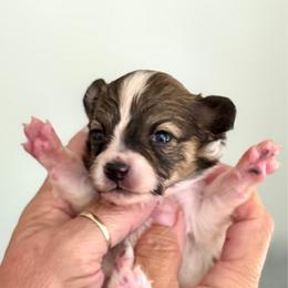 Boy 2 - Red white and sable male Papillon puppy in Surprise, Arizona from Papillons in Arizona