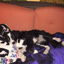 Border Collies from Shirley Munoz's Border Collies