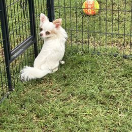 Sassy - Chihuahua