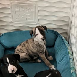 Ben (Fawn Brindle Boy) - Fawn brindle male Whippet puppy in Menifee, California from Wonderstruck