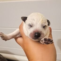 Nicodemus (ASDR) - Blue speckled male Australian Cattle Dog puppy in Marana, Arizona from Impact 3rd Australian Cattle Dogs