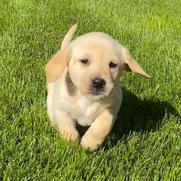 Labrador Retrievers from Hudson Silverado Bird Dogs