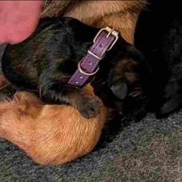 Purple - Bi-color female German Shepherd puppy in Motley, Minnesota from Von Thomson Haus