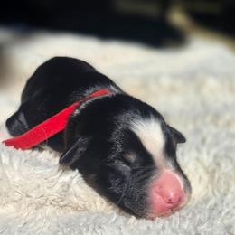 Casper - Black tri-color male Australian Shepherd puppy in Salem, Oregon from Steady Aim Aussies