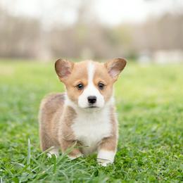 Blue Collar - Paddington - Sable male Pembroke Welsh Corgi puppy in Waverly Hall, Georgia from 6g Ranch Corgis