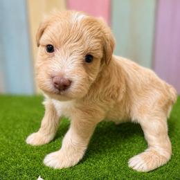 Goldie - Wheaten female Miniature Schnauzer puppy in Lufkin, Texas from C&K’s Schnauzer House