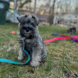 Miniature Schnauzer Puppies from Canteranos pups