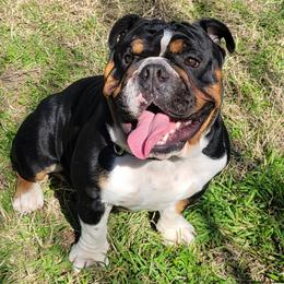Cash - Bulldog