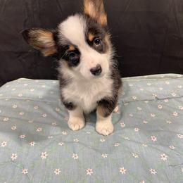 Dopey - Black and tan female Pembroke Welsh Corgi puppy in Barstow, California from Caldwell’s Corgis of Southern California