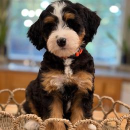 Gigi - Tri-color female Bernedoodle puppy in Yuciapa, California from AlltheDoodlez_