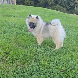 Hexx - Keeshond