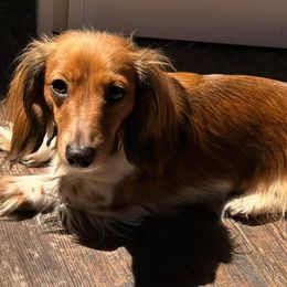Bailey - Dachshund