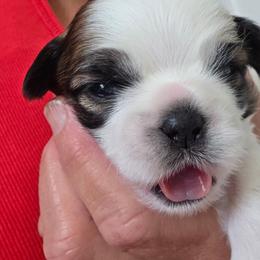 Moose - Brindle and white male Shih Tzu puppy in Rockmart, Georgia from Sonya Garrett