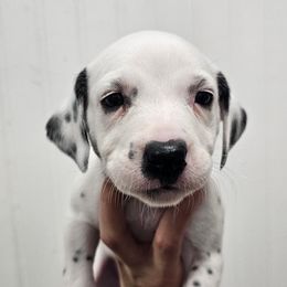 Pink collar - White and black female Dalmatian puppy in Knoxville, Tennessee from Dazzling Dalz