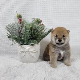Ash - Red male Shiba Inu puppy in Sacramento, California from Shiba Inu of Matrix