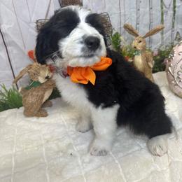 Orange Boy - Black and white male Sheepadoodle puppy in Mc Henry, Maryland from TLC by the Lake Standard Poodle and Doodles