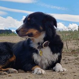 Miniature Australian Shepherds and Toy Australian Shepherds from Badlands Toy and Mini Aussies
