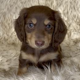 Sansa's Chocolate and Cream -- Boy - Chocolate and cream male Dachshund puppy in Kalama, Washington from Dazzling Doxies