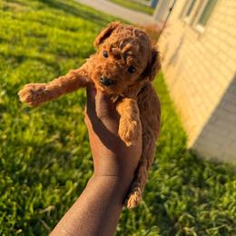 Chestnut - Red  male Poodle puppy in Texas from Zoway's Poodles