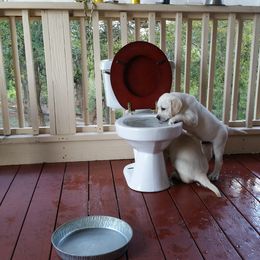 Labrador Retriever Puppies from Hero Labradors