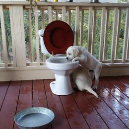 Labrador Retriever Puppies from Hero Labradors