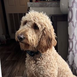 Goldie - Goldendoodle