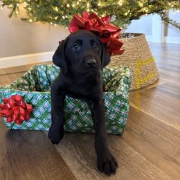 Yellow - Black female Labrador Retriever puppy in Talking Rock, Georgia from Bethel Woods Kennels