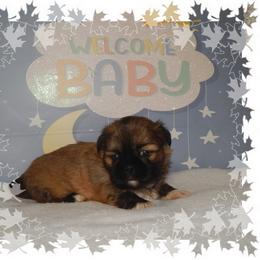 Snuggles - Brindle and white male Shih Tzu puppy in Lawrenceburg, Tn, Tennessee from Shedd's Shih Tzus