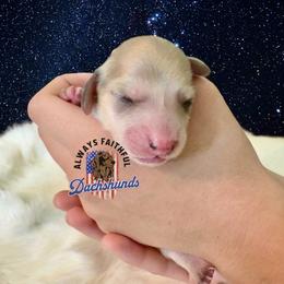 Orion - Cream male Dachshund puppy in Waverly, Ohio from Always Faithful Dachshunds