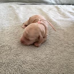 Pink Collar Girl - Cream female Dachshund puppy in Descanso, California from Kendaline Kennels