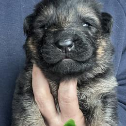 Green boy - Black and red male German Shepherd puppy in Worthington, Indiana from Aus Gerstbrei German Shepherds