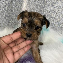 Yorkshire Terrier Puppies from Lovely Yorkies Colorado