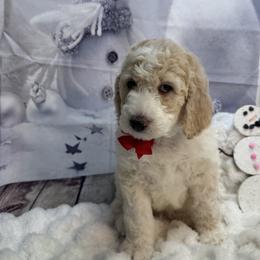Teddy - White male Bernedoodle puppy in Mc Henry, Maryland from TLC by the Lake Standard Poodle and Doodles