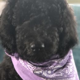 Goldendoodle and Poodle Puppies from Sugar Babies : The Gentle Doodles