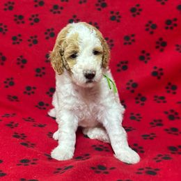 Glory - Parti female Poodle puppy in New Britain, Connecticut from Poodles of New England