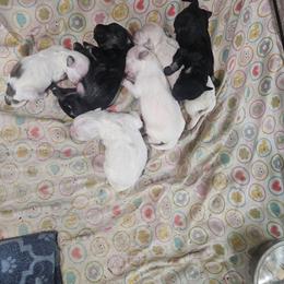 Maltipoo puppies from Precious Pups