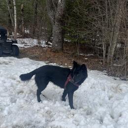 Layla - German Shepherd