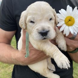 Fran - Golden Retriever puppy in Byron Center, Michigan from Little House on the Farmie