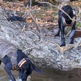 Dilute Retrievers and Labrador Retrievers from Tanya Jenson