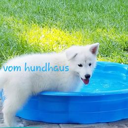 Berger Blanc Suisse and German Shepherd Puppies from Vom Hundhaus German Shepherds