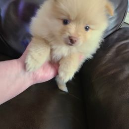 Pomeranian Puppies from Merri's Pom's