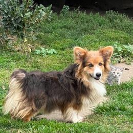 Huckleberry - Pembroke Welsh Corgi