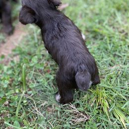 Miniature Schnauzer Puppies from Booms baby