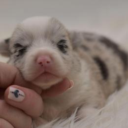 Iron Man - Brindle and white male American Corgi puppy in Lithia, Florida from Diamondcrest Inc