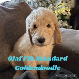 Olaf - Apricot Goldendoodle puppy in Missouri from B&C Goldendoodles