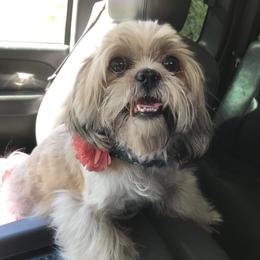 Shih Tzu Puppies from Amanda's Shih Tzu